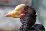 Helmeted hornbill