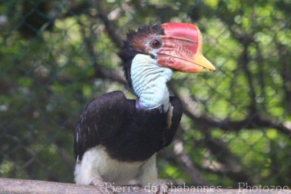 Helmeted hornbill