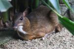 Lesser mousedeer