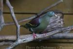 Thick-billed green-pigeon