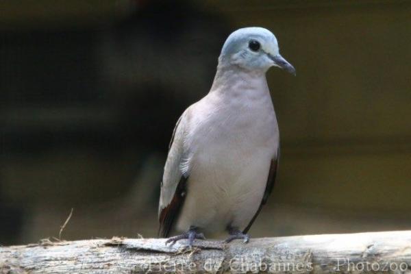 Emerald-spotted wood-dove