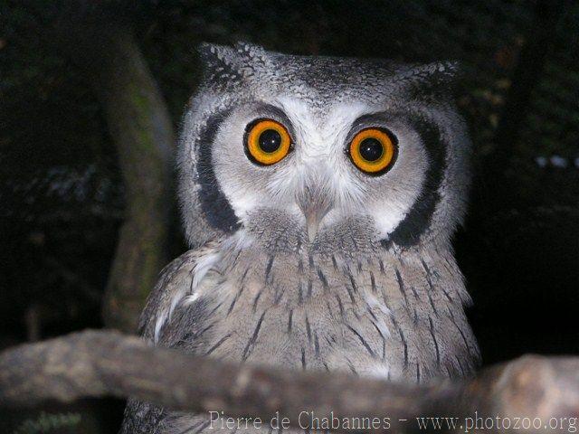 Southern white-faced owl