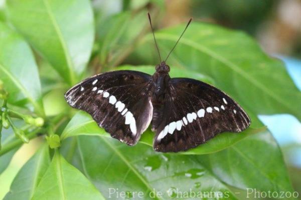 Banded marquis