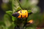 Man-faced stink bug