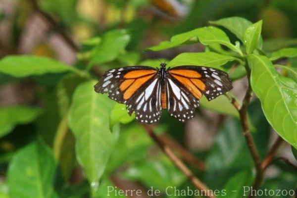 Black-veined tiger