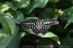 Tailed jay