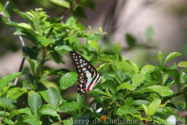 Common jay