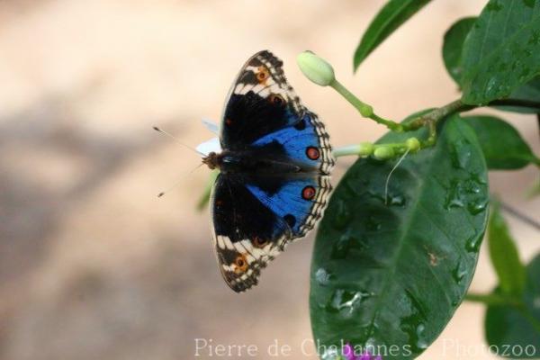 Blue pansy