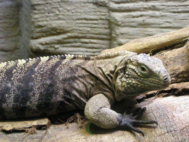 Cuban rock iguana