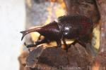 Brown rhinoceros beetle