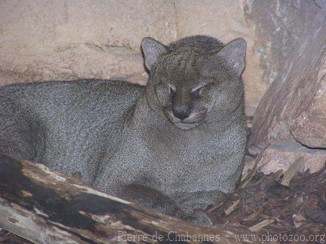 Jaguarundi