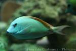 Brown surgeonfish