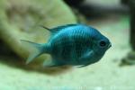 Staghorn damselfish