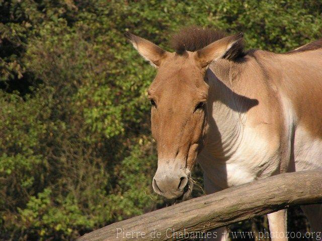 Eastern kiang