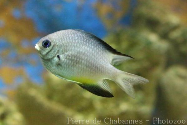 Yellowbelly damselfish