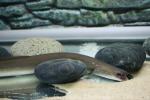 Indonesian shortfin eel