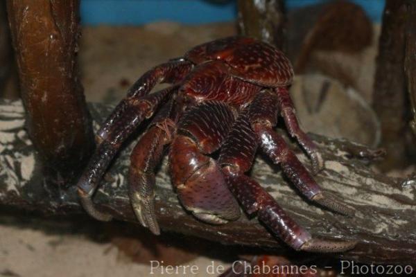 Coconut crab