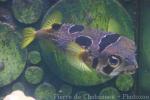 Black-blotched porcupinefish