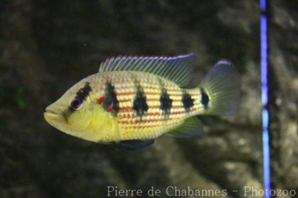 Banded jewel cichlid