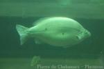 Barcoo grunter