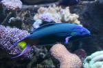 Moon wrasse