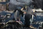 Northern rockhopper penguin