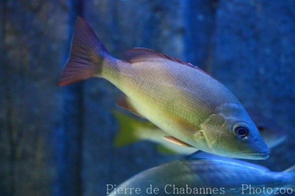 Yellowstreaked snapper