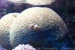 Bennett's brain coral