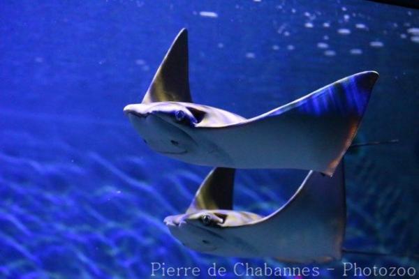 Javanese cownose ray