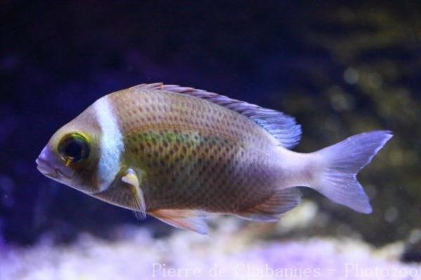 Japanese monocle bream