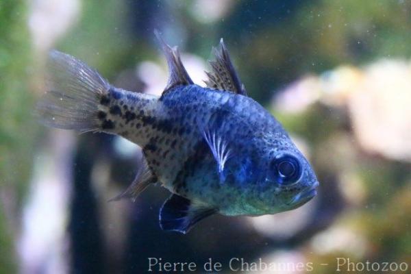 Orbiculate cardinalfish