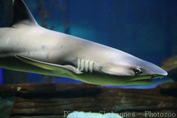 Whitetip reef shark