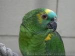 Blue-fronted amazon