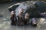 Asian small-clawed otter