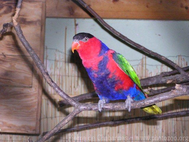 Black-capped lory