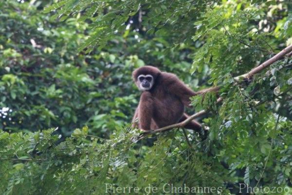 White-handed gibbon