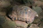 Elongated tortoise