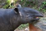 Malayan tapir