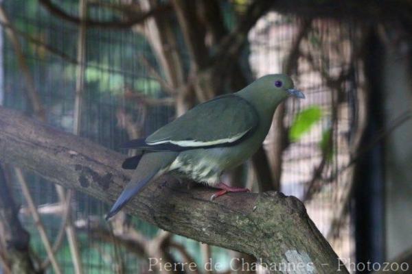 Pink-necked green-pigeon