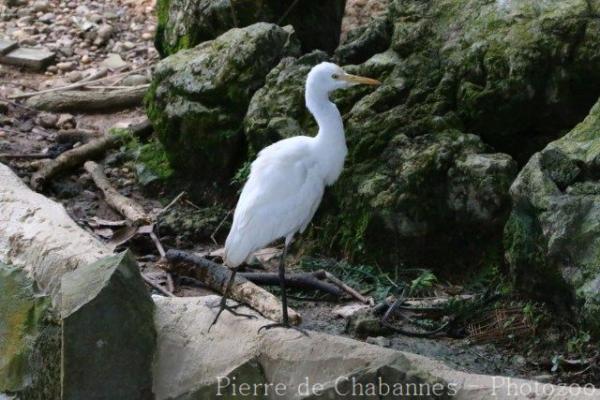Intermediate egret