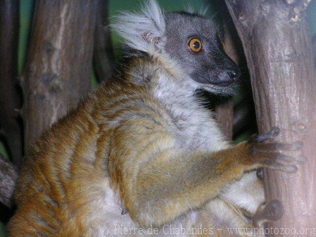 Black lemur