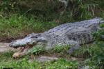 Saltwater crocodile