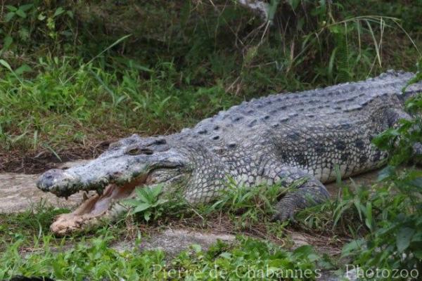Saltwater crocodile