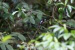 Black-and-red broadbill