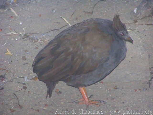 Orange-footed scrubfowl *