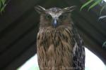 Buffy fish-owl