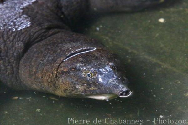 Malayan softshell turtle