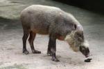 Bornean bearded pig