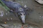 Malayan gharial