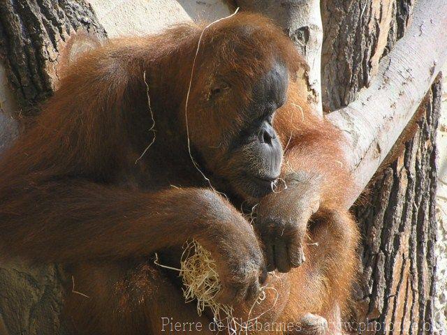 Sumatran orangutan